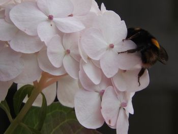 Close-up of insect on white flowers