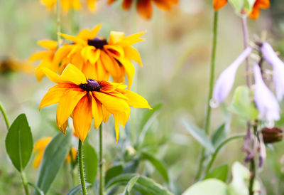 Bouquet of garden daisies rudbeckia