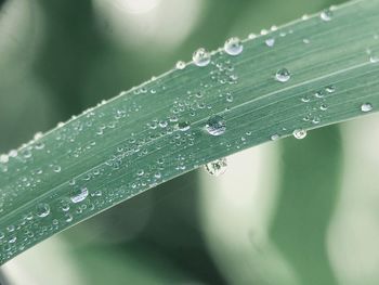 Close-up of raindrops on leaf