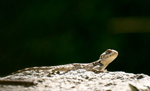 Close-up of lizard on rock