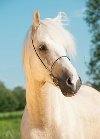 Close-up of white horse standing against clear sky