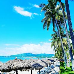 Palm trees on beach