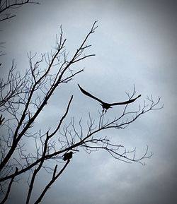 Low angle view of birds perching on bare tree