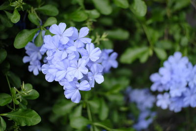 Close-up of blue flowering plant