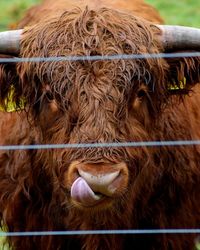 Highland coo