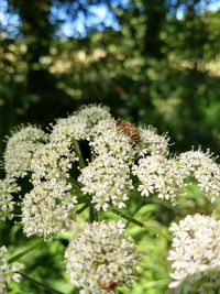 Close-up of white flowering plant