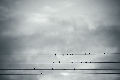 Low angle view of birds perching on cable against sky