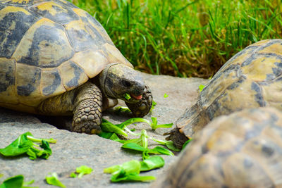 Giant tortoises at zoo