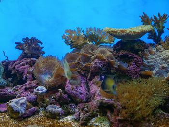Fish swimming in sea