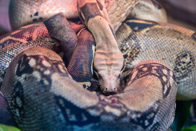 Close-up of animal head