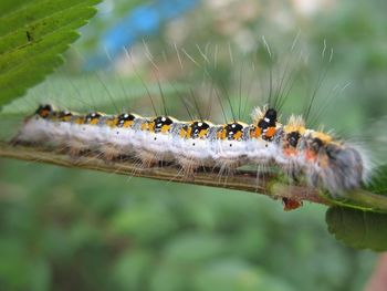 Close-up of insect on leaf