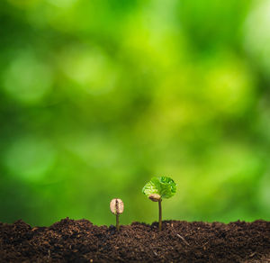 Close-up of seedlings growing on field