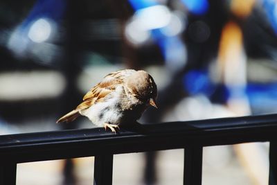 Close-up of bird perching on railing