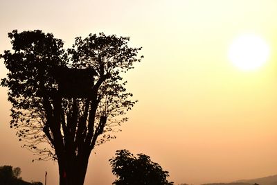 Silhouette of trees at sunset