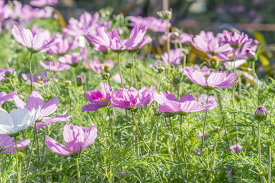 Close-up of pink crocus flowers on field