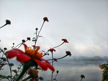 Close-up of red flowering plant against sky