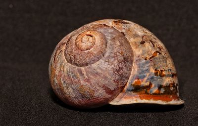 Close-up of shell on table