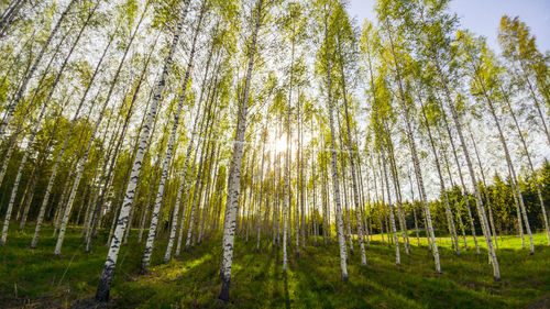 Low angle view of bamboo trees in forest