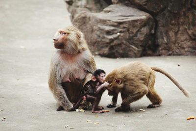 Monkey with infants on street