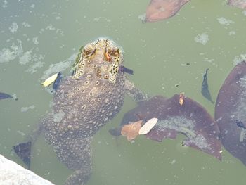 High angle view of fish swimming in sea