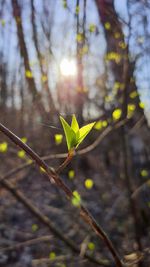 Close-up of leaves on tree