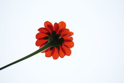 Close-up of flower against white background