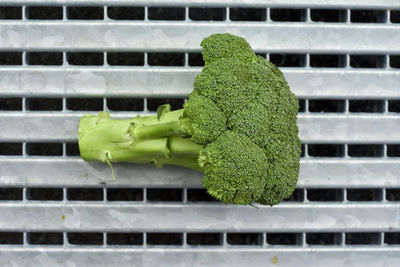 Close-up of broccoli on metal