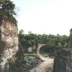 Road passing through forest