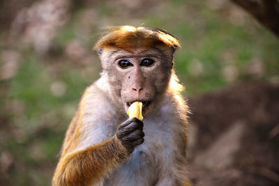 Portrait of monkey eating food