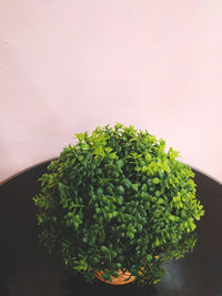 Close-up of potted plant against wall