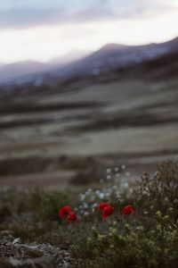 Close-up of red poppies on field against sky