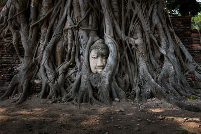 Sandstone buddha head entwined in roots of bodhi tree