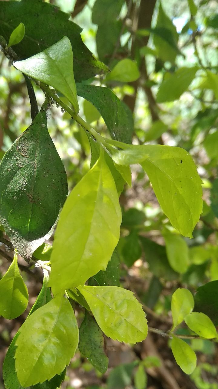 CLOSE-UP OF FRESH GREEN LEAVES ON TREE