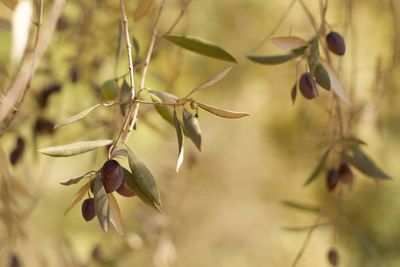 Close-up of plant growing outdoors