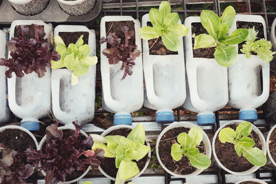 Directly above shot of potted plants in store