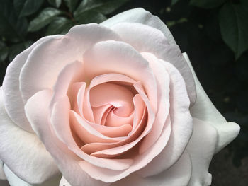 Close-up of pink rose