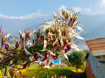 Close-up of red flowering plant against sky