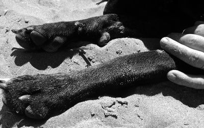 Close-up of hand feeding crab on sand