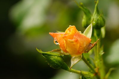 Close-up of wet orange rose flower