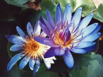 Close-up of purple flowers