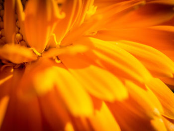 Full frame shot of orange rose flower