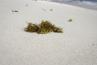 Close-up of small plant on beach