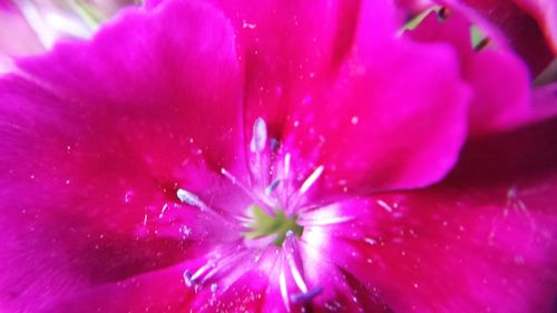 Close-up of pink flower