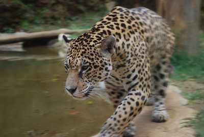 Close-up of jaguar in gramado zoo