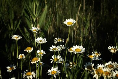 Close-up of white daisy flowers