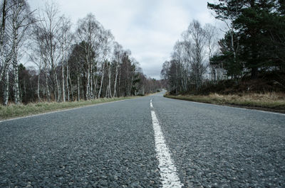 Surface level of road along trees