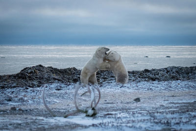 Two polar bears spar by hudson bay