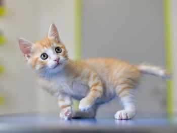 2 months old kitty with a leg injured at the vet