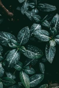 Close-up of water drops on plant