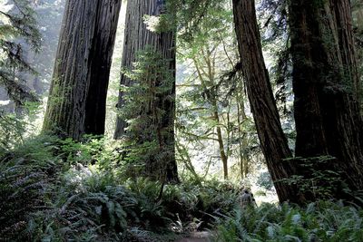 Trees in forest